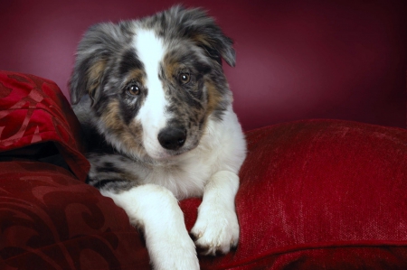 Border Collie puppy - white, puppy, dog, red, animal, pet, black, border collie