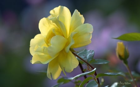 Yellow rose - yellow, terry aldhizer, green, rose, flower