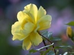 Yellow rose