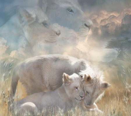 Lions - lion, white, nature, wild