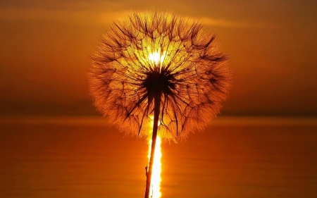 Dandelion - ocean, dandelion, water, sunset, summer, sea