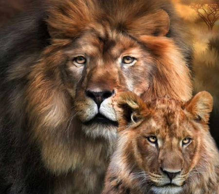 Awesome Lions - nature, lion, cat, wild