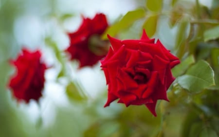 Red roses - green, rose, flower, red