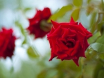 Red roses