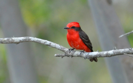 Tie sangue - tie sangue, branch, red, black, bird