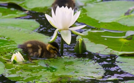 Duckling and lotus - duck, lake, water, easter, white, lotus, duckling, green, cute, flower