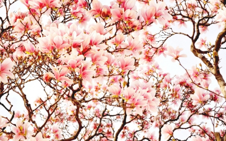 Sakura Flowers - nature, cherry blossom, japan, sakura, tree, japanese, flowers