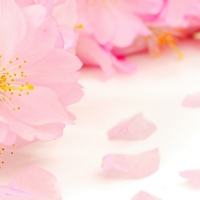 Pink Flowers