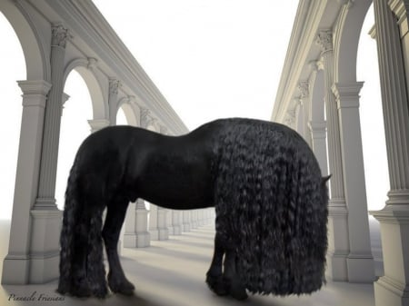 Frederik the Great - black, friesian, stallion, horse