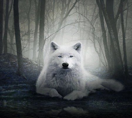 Lonely Wolf - dog, white, winter, wolf