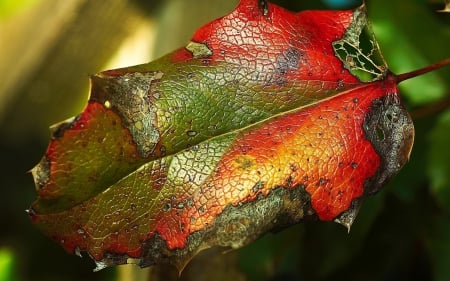 Water drops on leaves - red, water, photo, leaf, green