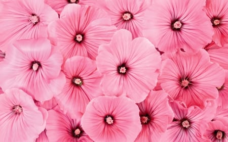 Pink Flowers - flowers, spring, pink, nature