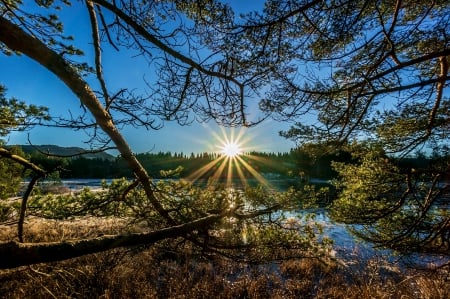 Sunrise - nature, lake, tree, forest