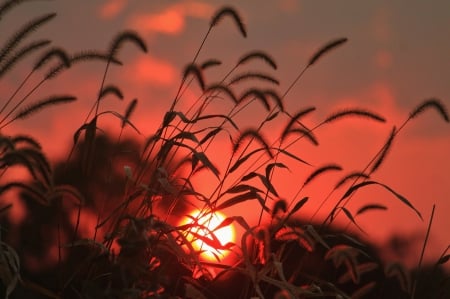 Red Sunset - nature, sky, sun, red sunset, splendor, sunset, grass