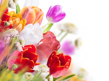 Colorful Tulips - flowers, tulips, nature, colors, colorful tulips, with love, tulip