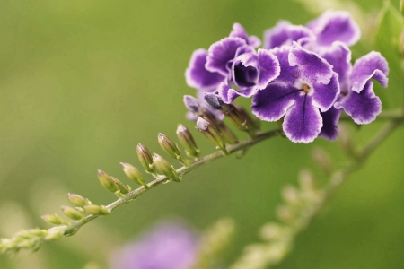 Purple - nature, purple, flowers, beautiful