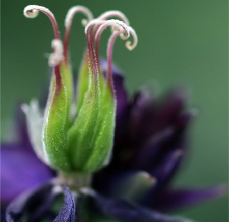 Flower - green, purple, amazing, flower