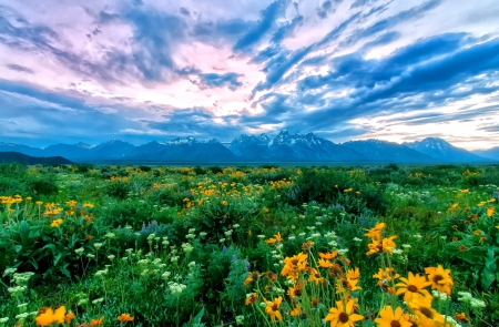 Mountain flowers - greenery, landscape, beautiful, wildflowers, grass, sky, clouds, view, nature, mountain