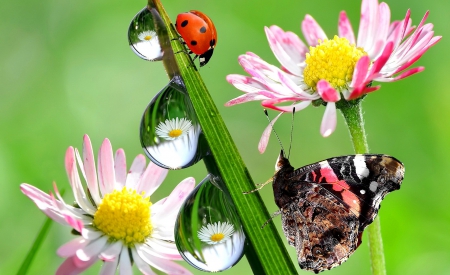 Spring freshness - freshness, background, spring, butterfly, ladybird, pretty, reflection, beautiful, daisies, grass, drops