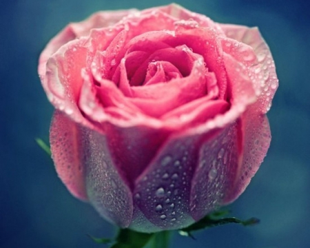 Perfection - swirls, pink, bloom, petals, beautiful, rose, perfect