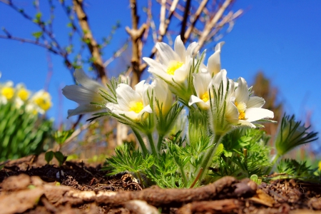 Spring Anemone - anemone, nature, flowers, spring