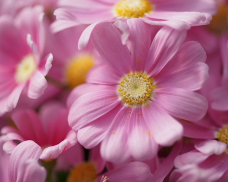 Pink petals - flowers, petals, pink, nature