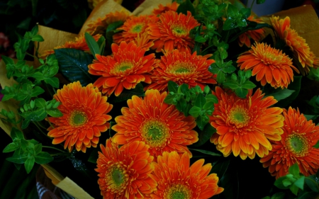 Beautiful flowers - flowers, orange, petals, nature