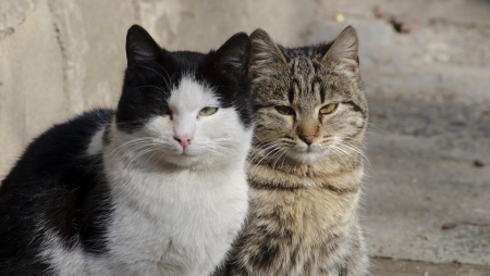 Cats - hat, pretty, cat face, beautiful, lovely, paws, cat, kitten, cute, cats, face, sleeping, animals, kitty