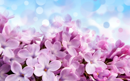 Pink petals - bokeh, flowers, petals, nature