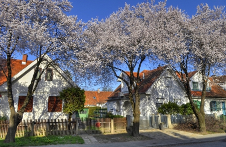 Spring - houses, trees, lovely, spring, pretty, beautiful, house, tree, flowers, cute, photo, flower