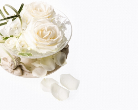 White rose - flowers, white, petals, rose