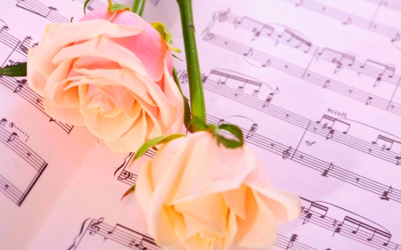 Beautiful roses - flowers, roses, bloom, music