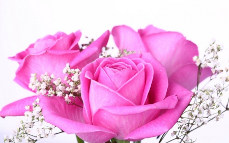 Pink roses - flowers, roses, pink, bloom