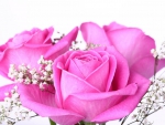 Pink roses