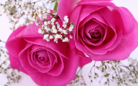 Pink roses - flowers, roses, pink, bloom