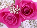 Pink roses