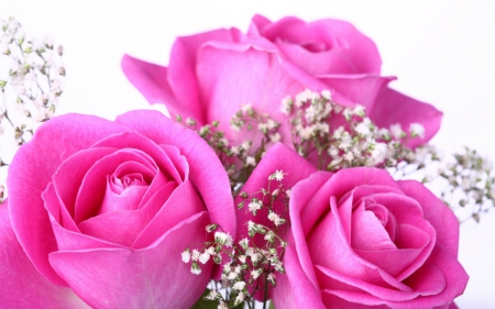 Pink roses - flowers, roses, pink, bloom