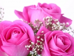 Pink roses