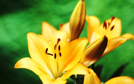 Yellow flowers - flowers, yellow, nature, lily