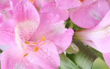 Pink petals - flowers, petals, pink, bloom