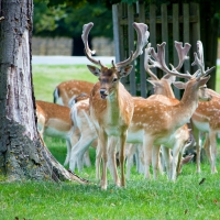 Deer Herd