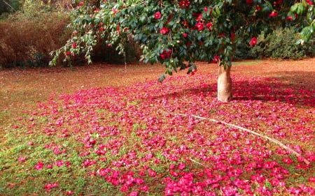 Camellia - nature, camellia, bloom, tee, blooms, flowers, flower