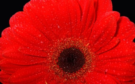 Gerbera - flower, closeup, red, gerbera