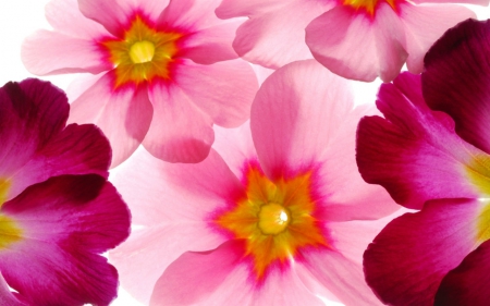 Beautiful flowers - flowers, petals, pink, bloom