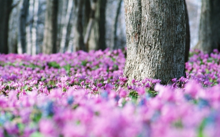 Spring - flowers, spring, nature, bloom