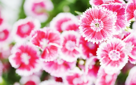 Beautiful flowers - flowers, pink, nature, bloom