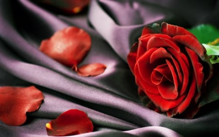 Red rose - rose, silk, flower, red