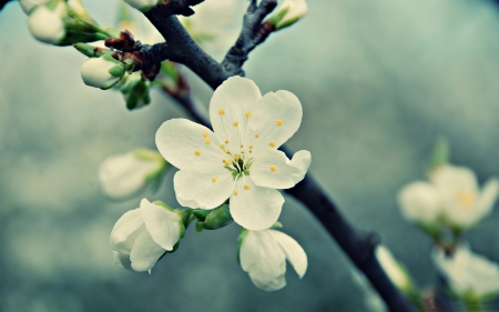 Spring - white, nice, nature, white flowers, white flower, flowers, flower, spring