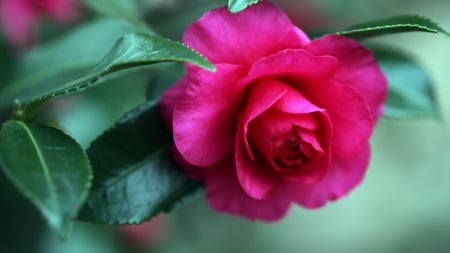 Camellia - flowers, nature, flower, camellias, leaves, camellia