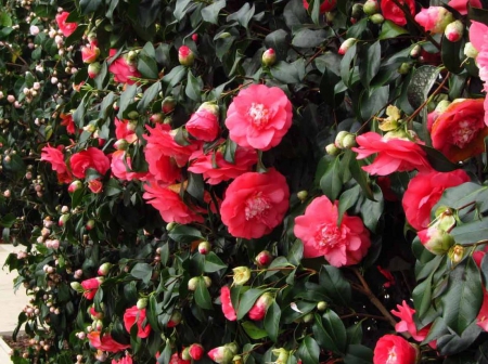 Camellia - nature, flowers, camellia, flower